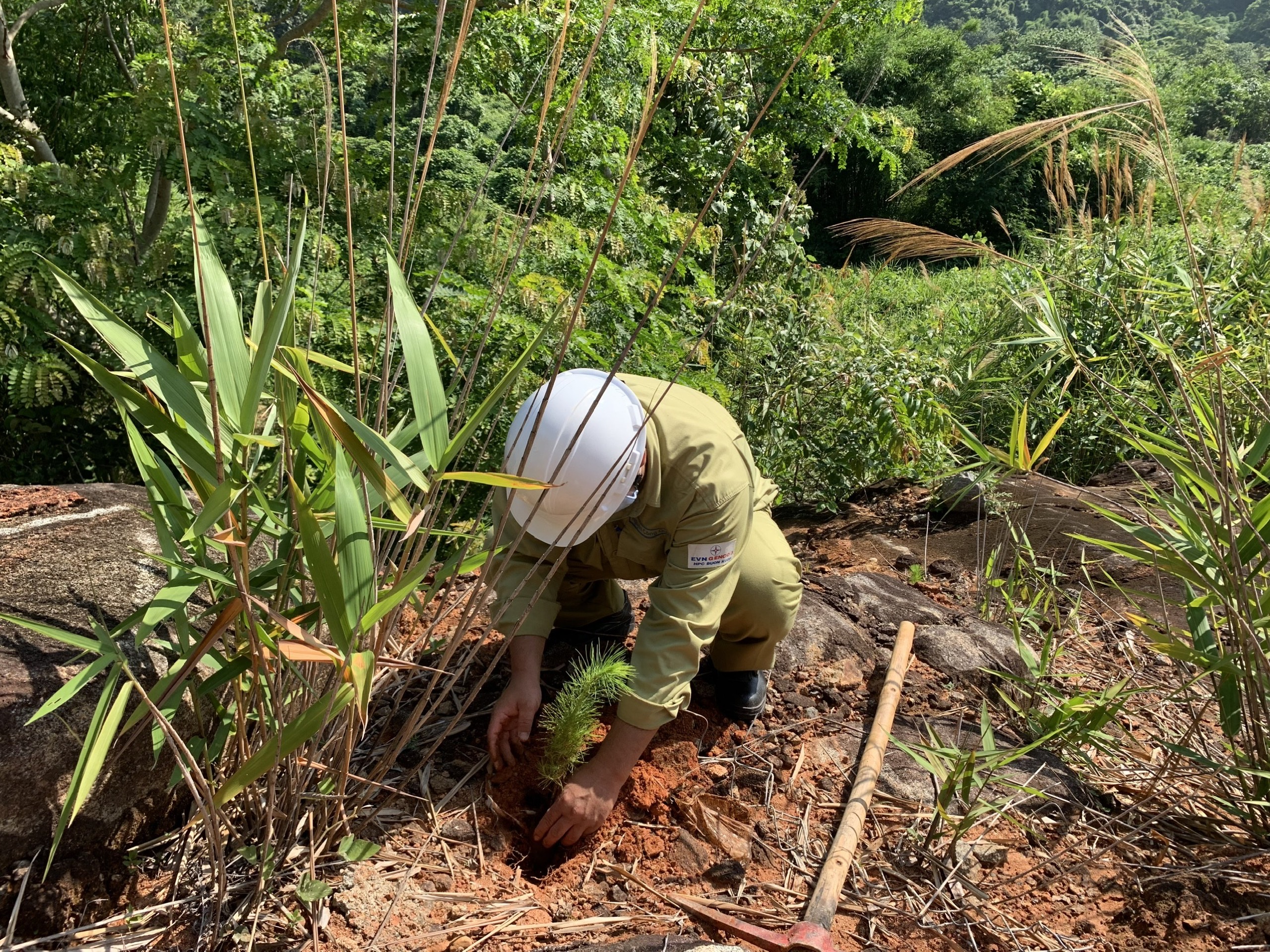 Đoàn Thanh niên Công ty Thủy Điện Buôn Kuốp với phong trào “Tết trồng cây”